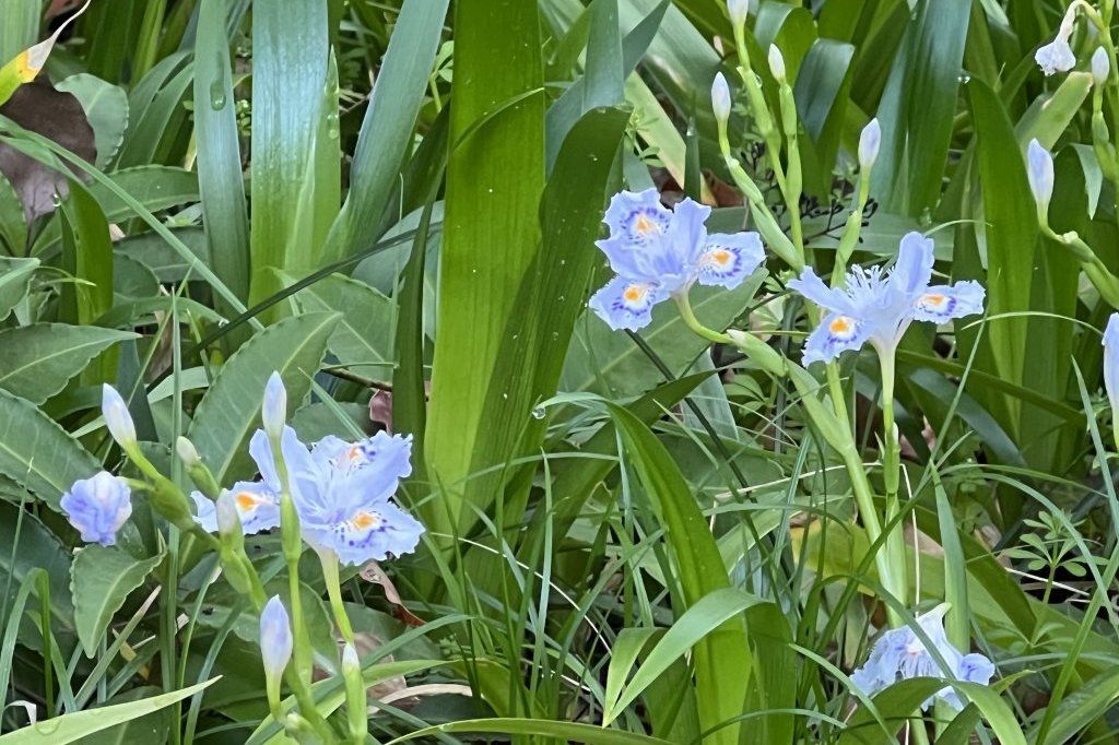 見頃の花々