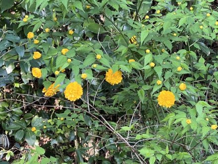 見頃の花々