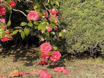 見頃の花々