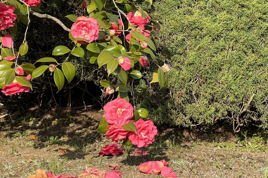 見頃の花々