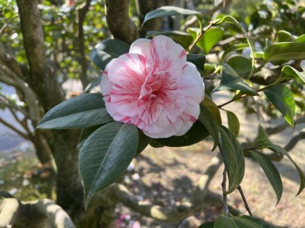 見頃の花々（４月４日）