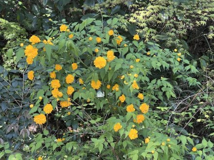 見頃の花々（４月４日）