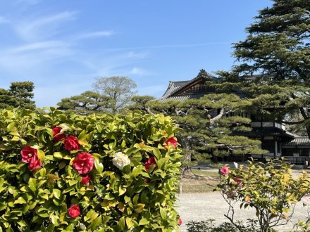 見頃の花々（４月４日）