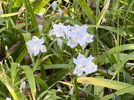 見頃の花々（４月４日）