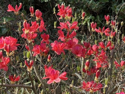 見頃の花々（４月４日）