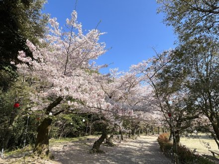 見頃の花々（４月４日）