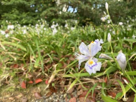 見頃の花々（４月８日）