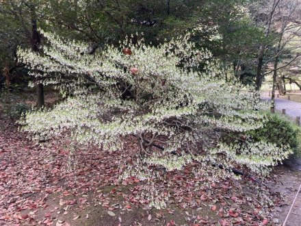 見頃の花々（４月８日）