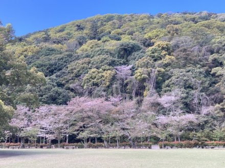 見頃の花々（４月８日）