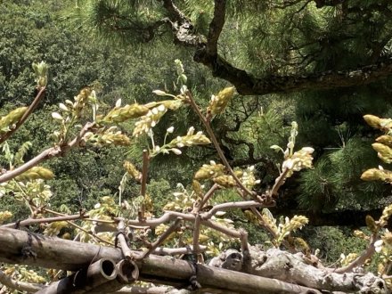 見頃の花々（４月８日）