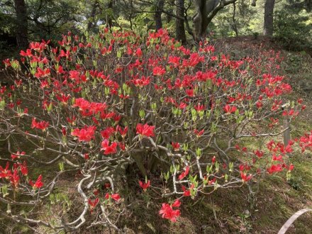 見頃の花々（４月８日）