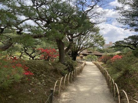 見頃の花々（４月８日）