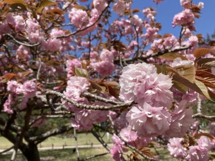 イスノキの花と、見頃の花々（2023.4.10）