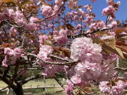 イスノキの花と、見頃の花々（４月１０日）