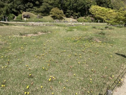 イスノキの花と、見頃の花々（４月１０日）