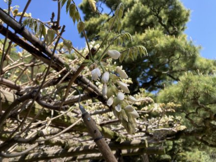 イスノキの花と、見頃の花々（４月１０日）