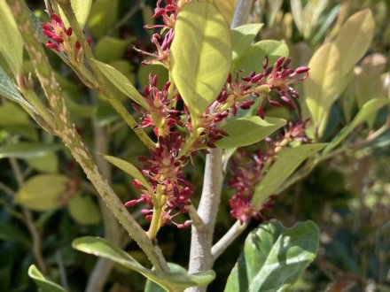 イスノキの花と、見頃の花々（４月１０日）