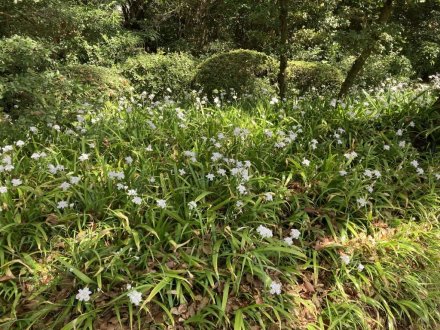 イスノキの花と、見頃の花々（４月１０日）