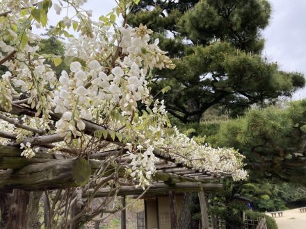 ヤマフジの様子と、見頃の花々（４月１４日）