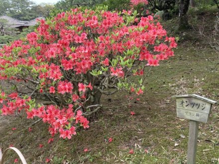 ヤマフジの様子と、見頃の花々（４月１４日）