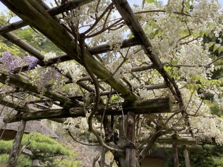 見頃の花々（４月１８日）