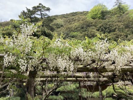 見頃の花々（４月１８日）