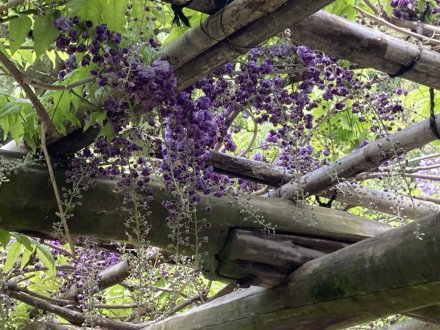 見頃の花々（４月１８日）