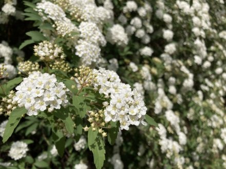 見頃の花々（４月１８日）