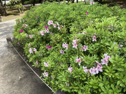 見頃の花々（４月１８日）