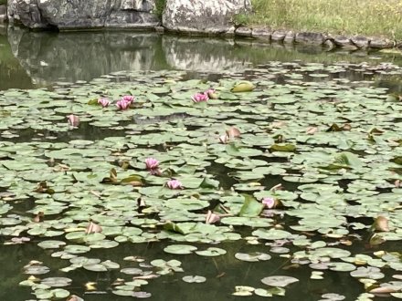 見頃の花々（2023.4.18）