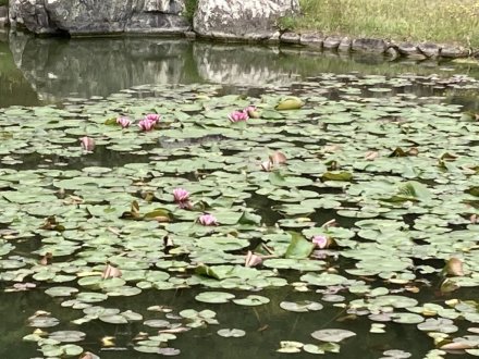 見頃の花々（４月１８日）