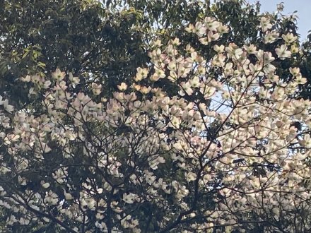 見頃の花々（４月１８日）