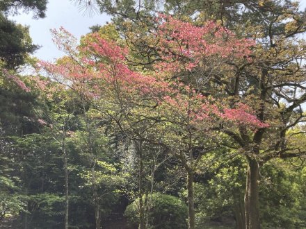 見頃の花々（４月１８日）