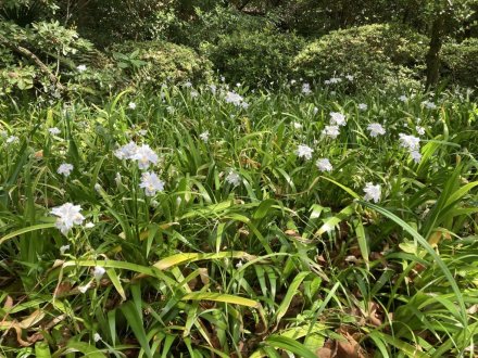 見頃の花々（４月１８日）