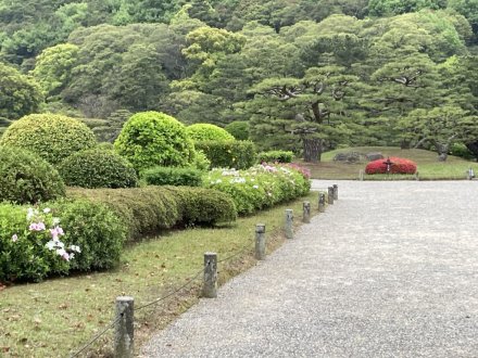 キリシマツツジと、見頃の花々（2023.4.19）