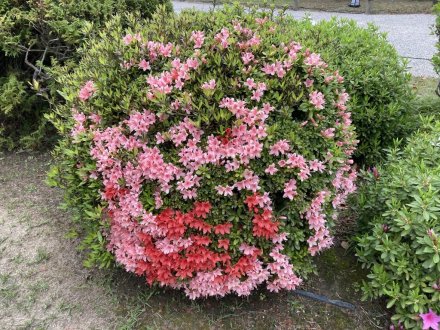 キリシマツツジと、見頃の花々（2023.4.19）