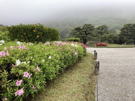 ツツジの様子と、見頃の花々（４月２０日）