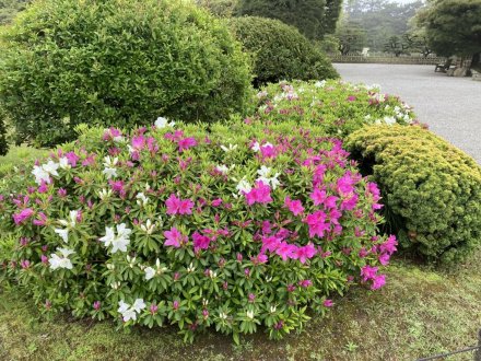 ツツジの様子と、見頃の花々（４月２０日）