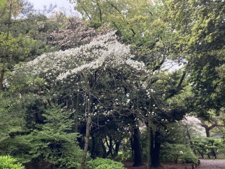 ツツジの様子と、見頃の花々（４月２０日）