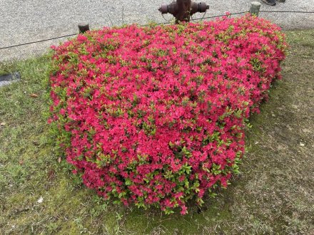 ツツジの様子と、見頃の花々（４月２０日）