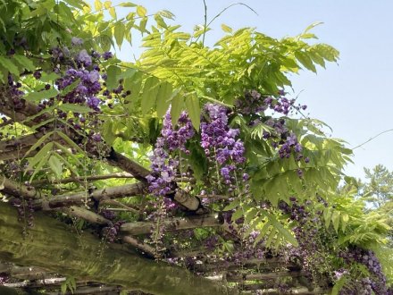 ツツジの様子と、見頃の花々（４月２０日）