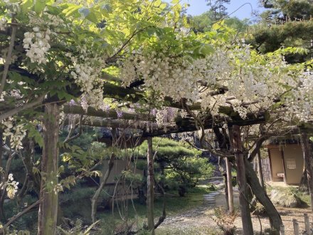 ツツジの様子と、見頃の花々（４月２０日）