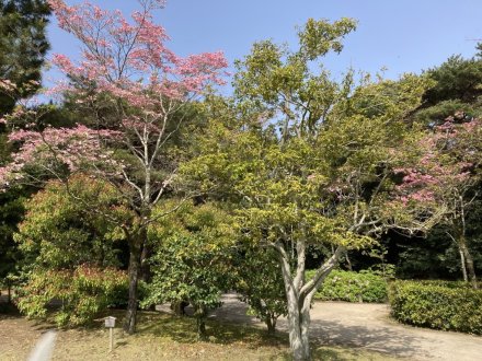 ツツジの様子と、見頃の花々（４月２０日）