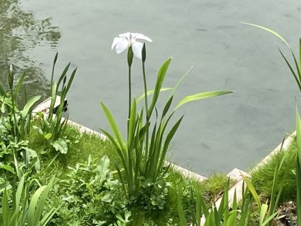 カキツバタ一輪と、見頃の花々（４月２１日）