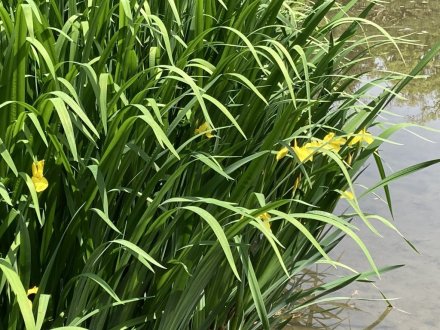 カキツバタ一輪と、見頃の花々（４月２１日）