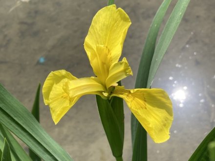 カキツバタ一輪と、見頃の花々（４月２１日）