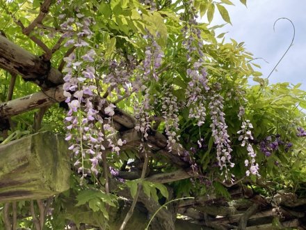 カキツバタ一輪と、見頃の花々（４月２１日）