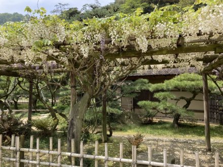 カキツバタ一輪と、見頃の花々（４月２１日）