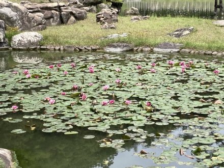 カキツバタ一輪と、見頃の花々（４月２１日）