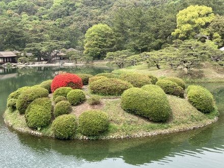 カキツバタ一輪と、見頃の花々（４月２１日）